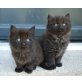Maine-Coon Mischling - Katze