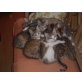 Maine Coon Mischlinge - Kater