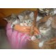 Maine Coon Mischlinge - Katze