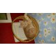 Maine Coon Mix Jungkatzen - Kater