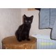 Maine Coon Mix - Kater