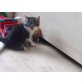 Maine Coon Mix  - Kater