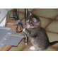 Maine Coon Mix - Kater