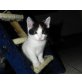 Maine Coon Mix - Kater