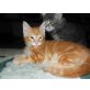 Maine Coon Mix - Kater