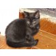 Maine-Coon-Mix - Kater