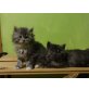 Maine Coon Mix - Kater