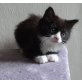 Maine Coon Mix - Kater
