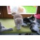 Maine Coon Mix Katerchen - Kater