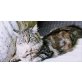 Maine Coon Mix - Katze