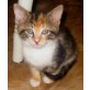 Maine Coon Mix - Katze