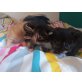 Maine Coon Mix - Katze