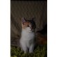 Maine Coon Mix Mädl - Katze
