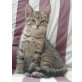 Maine Coon Mix , Maine Coon & Europ. Hauskatze - Katze