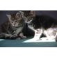 Maine Coon Mix, MaineCoon-Euro.Kurzhaar-Mix - Katze