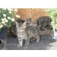Maine Coon Mix, MaineCoon-Euro.Kurzhaar-Mix - Katze