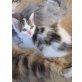 Maine Coon Mix Mischling - Katze