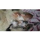 Maine Coon Mix und Kurilen Bobtail - Kater