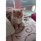 Maine Coon Mix und Kurilen Bobtail - Kater