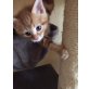 Maine Coon Mix und Kurilen Bobtail - Kater