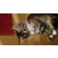 Maine Coon Mix und Kurilen Bobtail - Katze