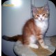 Maine Coon Perser - Kater