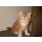 Maine Coon - Perser - Kater