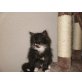 Maine Coon Perser - Kater