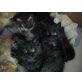 Maine Coon - Perser - Katze