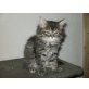 Maine Coon - Perser - Katze