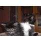 Maine Coon - Perser Mix - Katze