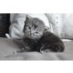 Maine Coon - Perser Mix - Katze