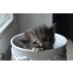 Maine Coon - Perser Mix - Katze