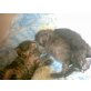 Maine-Coon/Persermix Mix - Katze