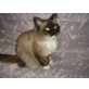 Maine Coon/Ragdoll - Kater