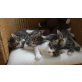 Maine Coon -Ragdoll - Katze