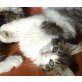Maine Coon -Ragdoll - Katze