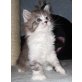 Maine Coon Riesenbaby´s, Maine Coon - Kater