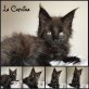 Maine Coon Schönheit 12 Wochen, Maine Coon - Katze