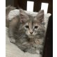 Maine Coon Schönheit, Maine Coon - Katze