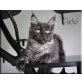 Maine Coon Schönling Cielo, Maine Coon - Kater