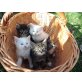 Maine Coon - Türkische Angora - Kater