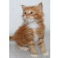 Maine Coon Winter Babies, Maine Coon - Kater