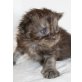Maine Coon Wuschelbabies, Maine Coon - Kater
