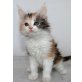 Maine Coon Wuschelbabies, Maine Coon - Katze