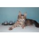 Maine Coon Xantia, Maine Coon - Katze