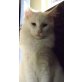 Maine Coon in white, Maine Coon - Katze