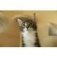 Maine Coon katerchen  ab mitte Okt.., Maine Coon - Kater