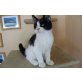 Maine Coon katerchen mit Stammbaum!, Maine Coon - Kater