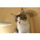 Maine Coon katerchen mit Stammbaum ab sofort., Maine Coon - Kater